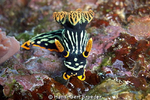 Nembrotha Nudibranch
King of Nudibranches
Bunaken,Sulaw... by Hans-Gert Broeder 